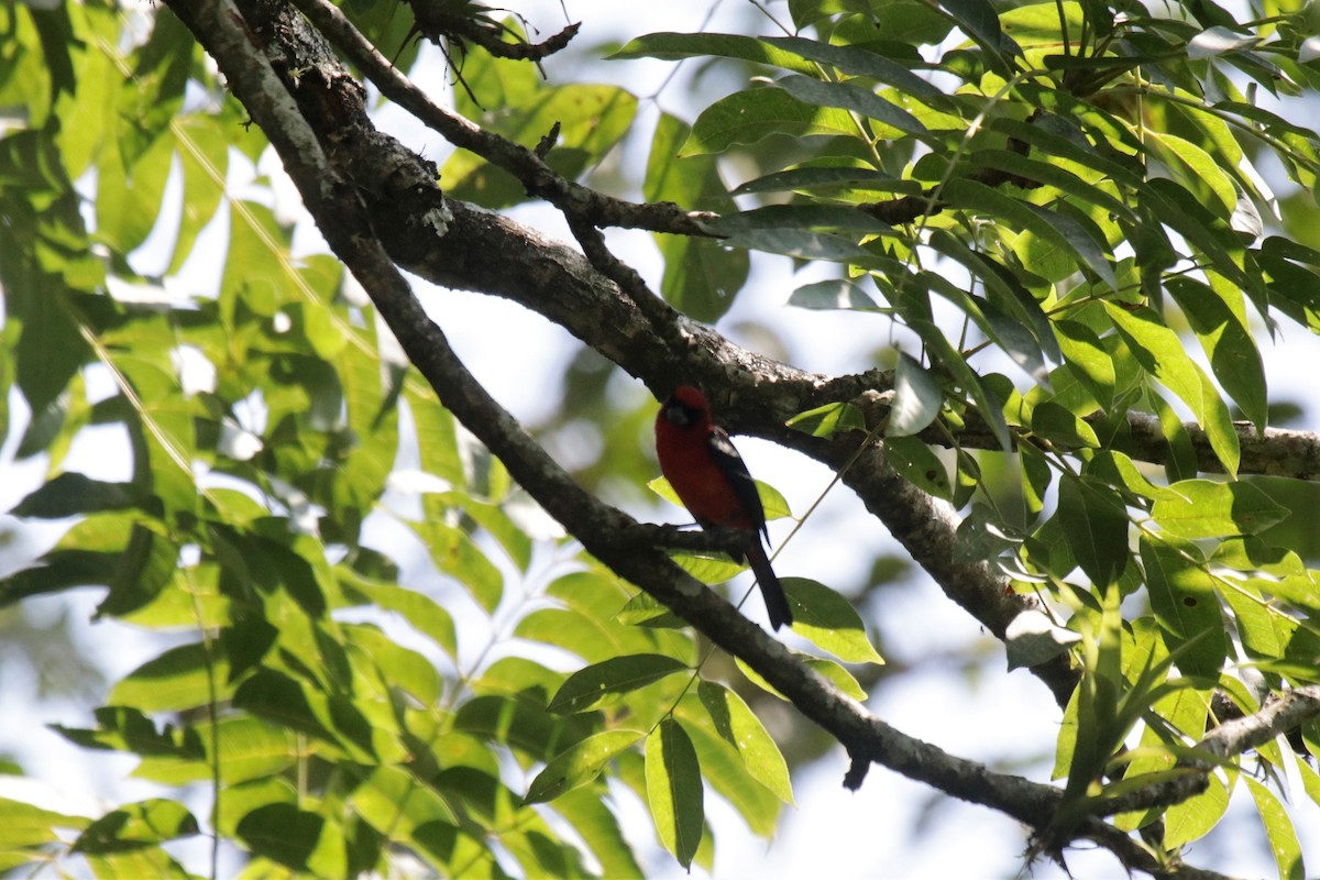 White-winged Tanager - ML137578791