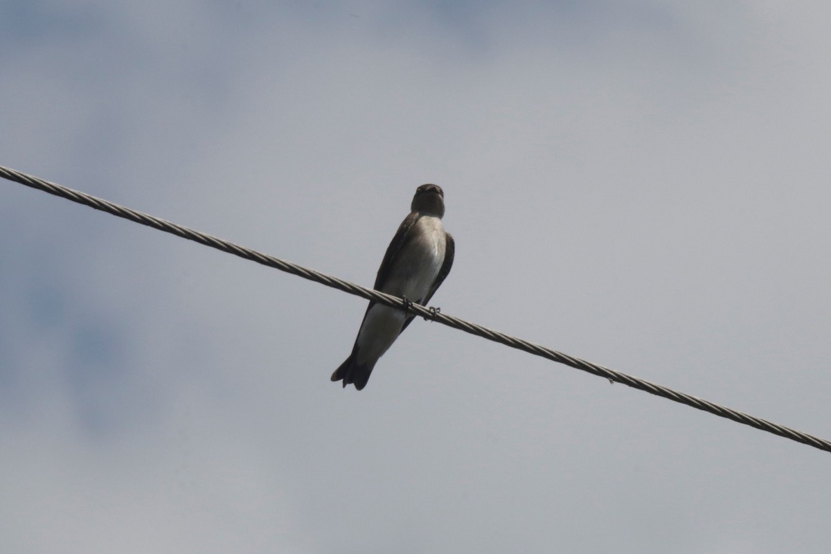 Northern Rough-winged Swallow (Northern) - ML137578841