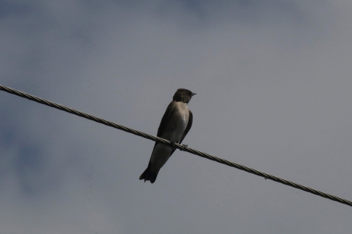 Northern Rough-winged Swallow (Northern) - Doug Kibbe