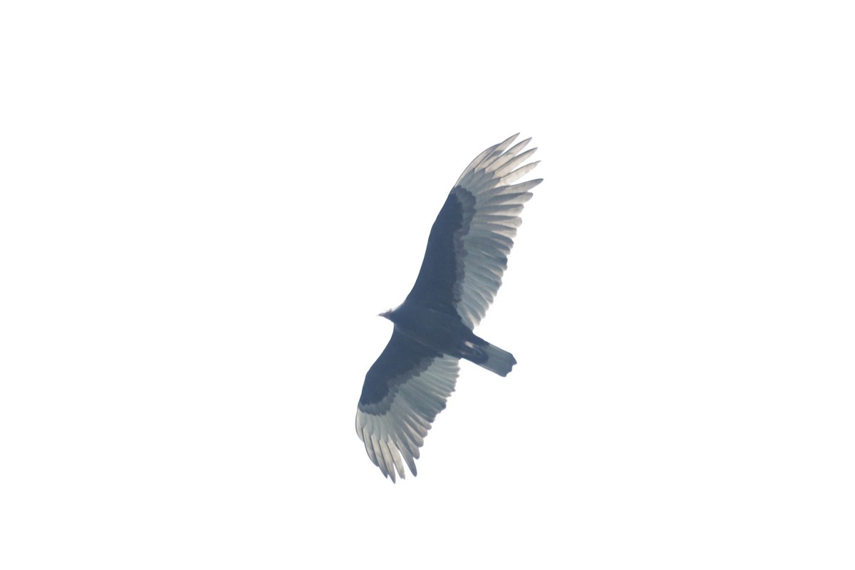 Turkey Vulture - ML137579361