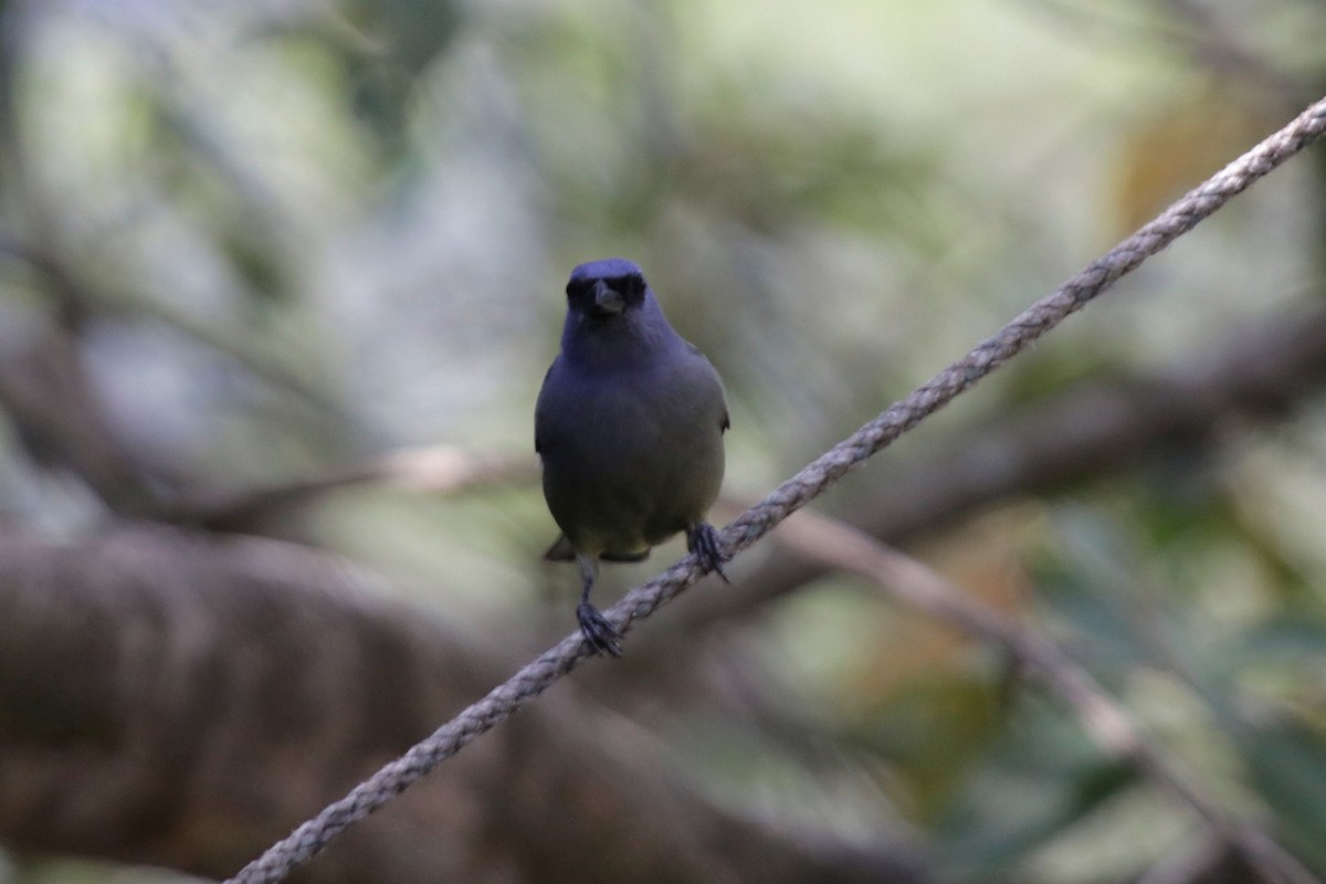 Yellow-winged Tanager - ML137579491