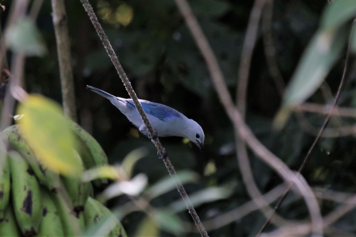 Blue-gray Tanager - ML137579911