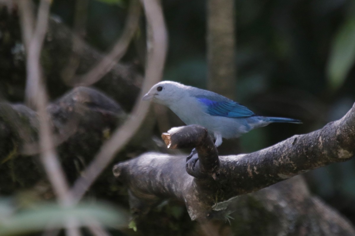 Blue-gray Tanager - ML137579941