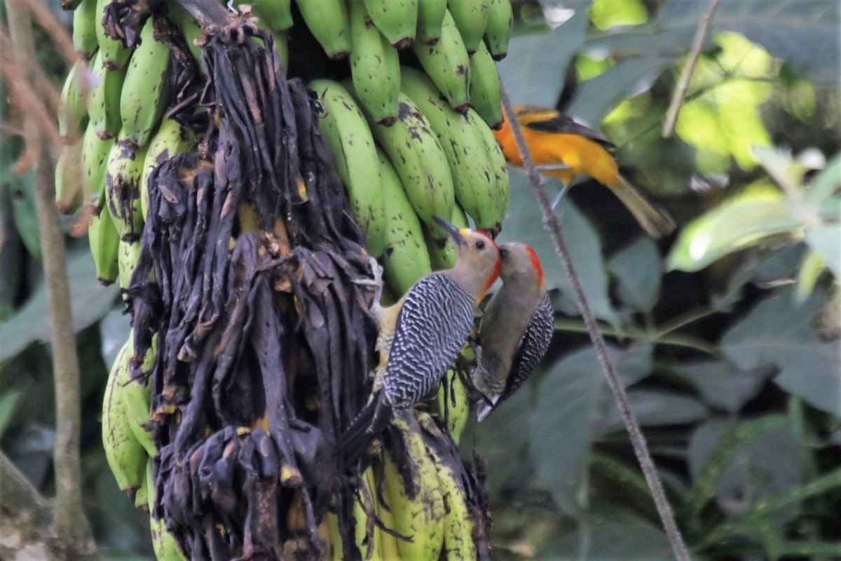 Golden-fronted Woodpecker (Velasquez's) - ML137580141