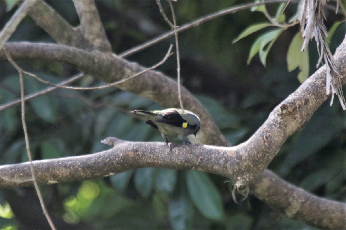 Yellow-winged Tanager - ML137580341