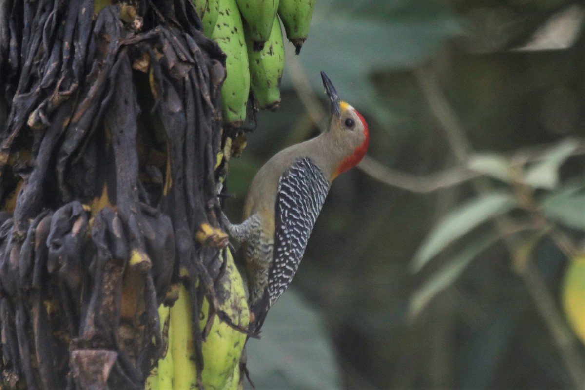 Golden-fronted Woodpecker (Velasquez's) - ML137580831