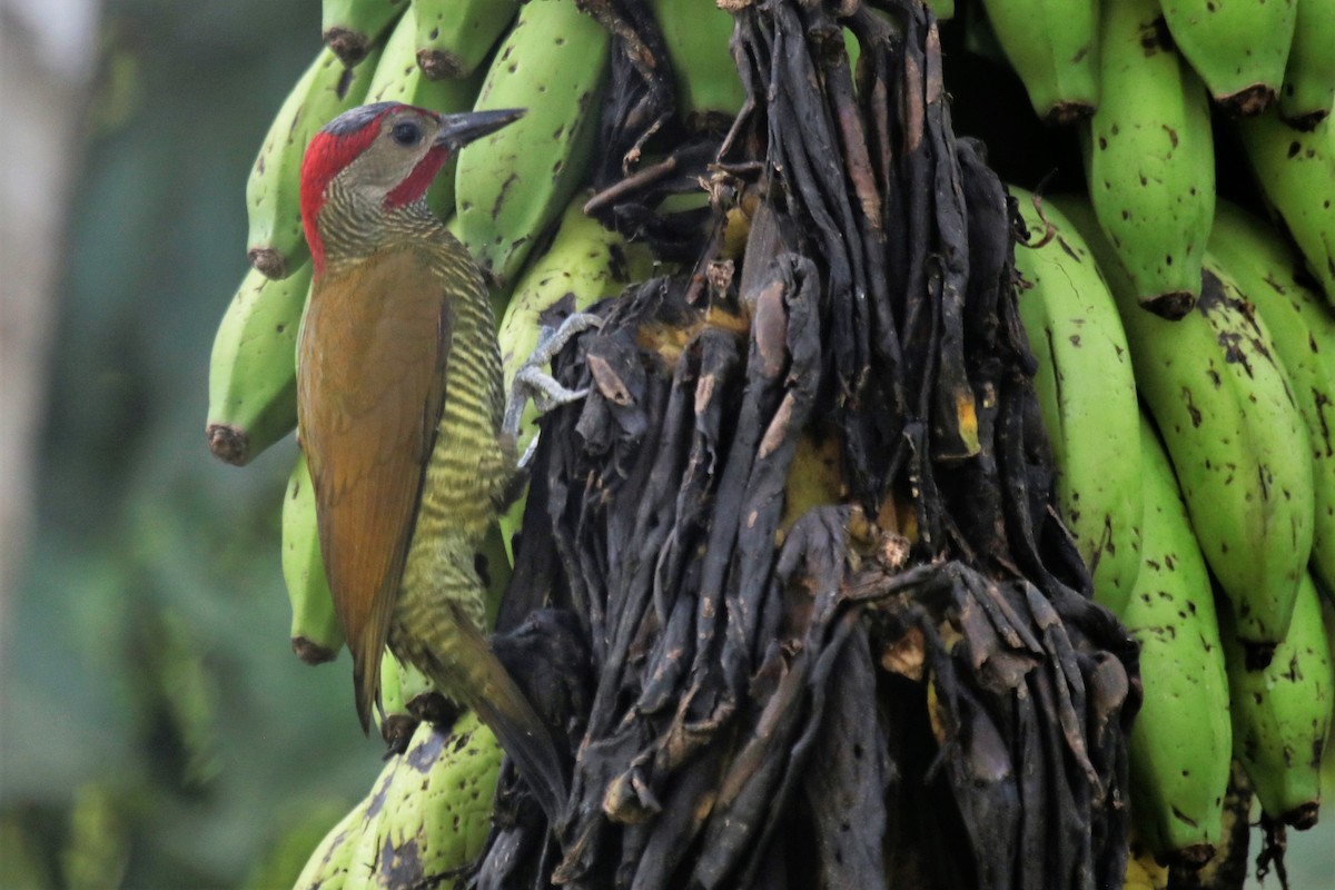 Golden-olive Woodpecker - Doug Kibbe