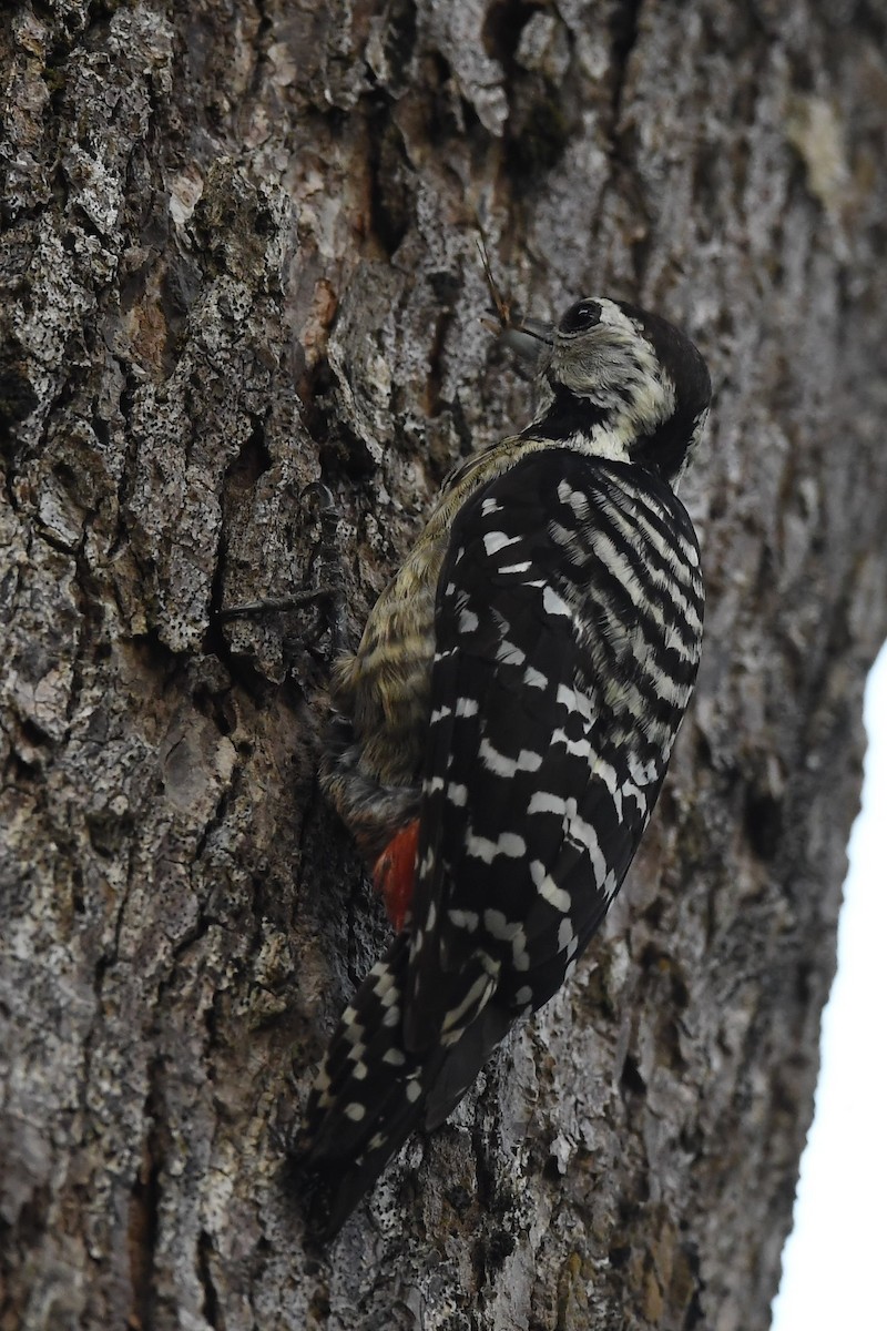 Freckle-breasted Woodpecker - Sriram Reddy