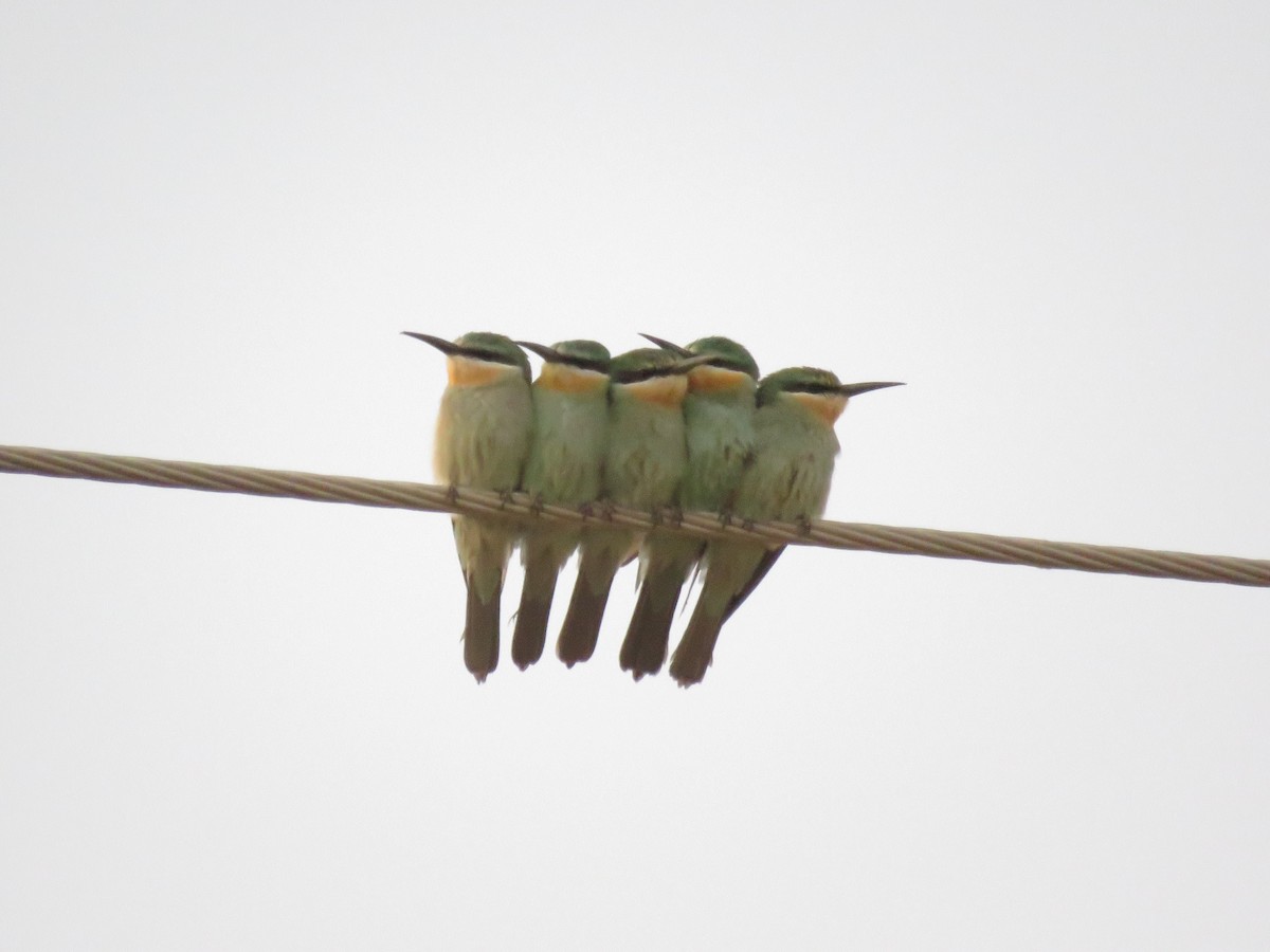 Blue-cheeked Bee-eater - ML137581851