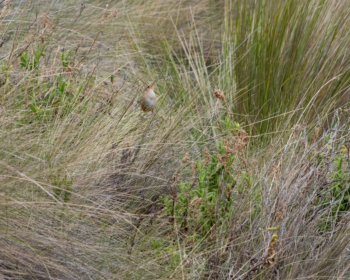 Grass Wren (Paramo) - ML137583711