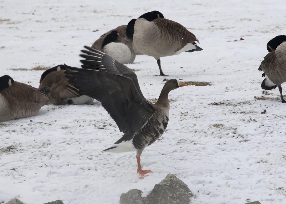 Greater White-fronted Goose - ML137584291