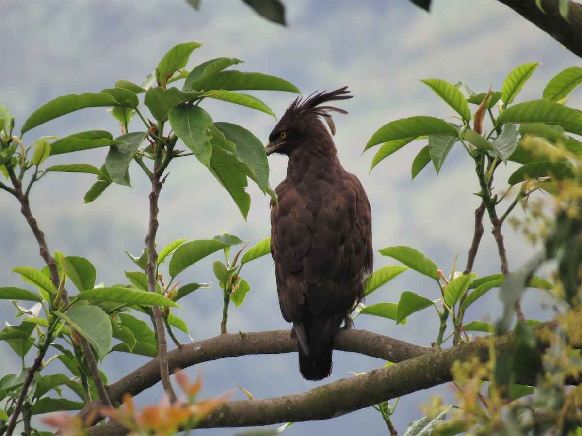 Long-crested Eagle - Hugo Foxonet