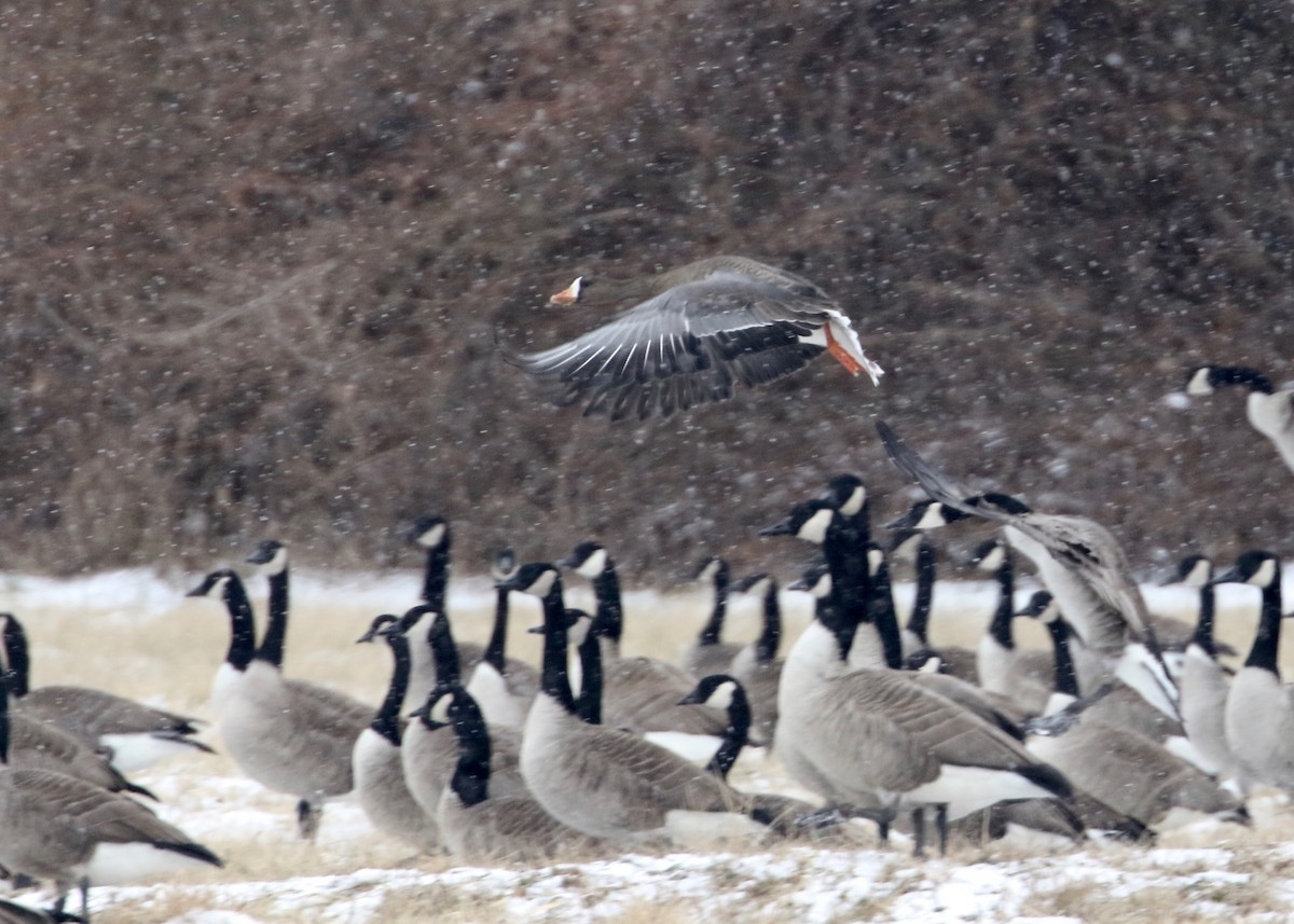 Greater White-fronted Goose - ML137584771