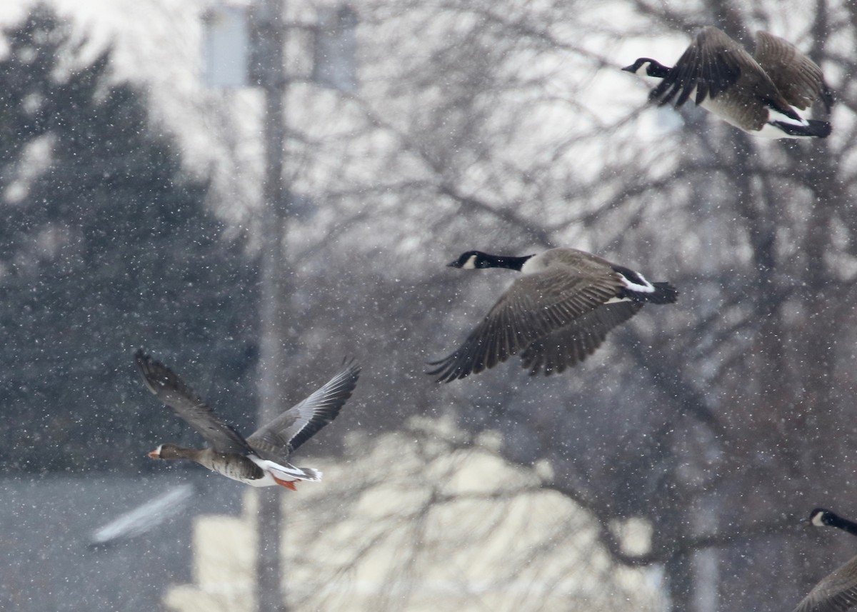 Greater White-fronted Goose - ML137584781