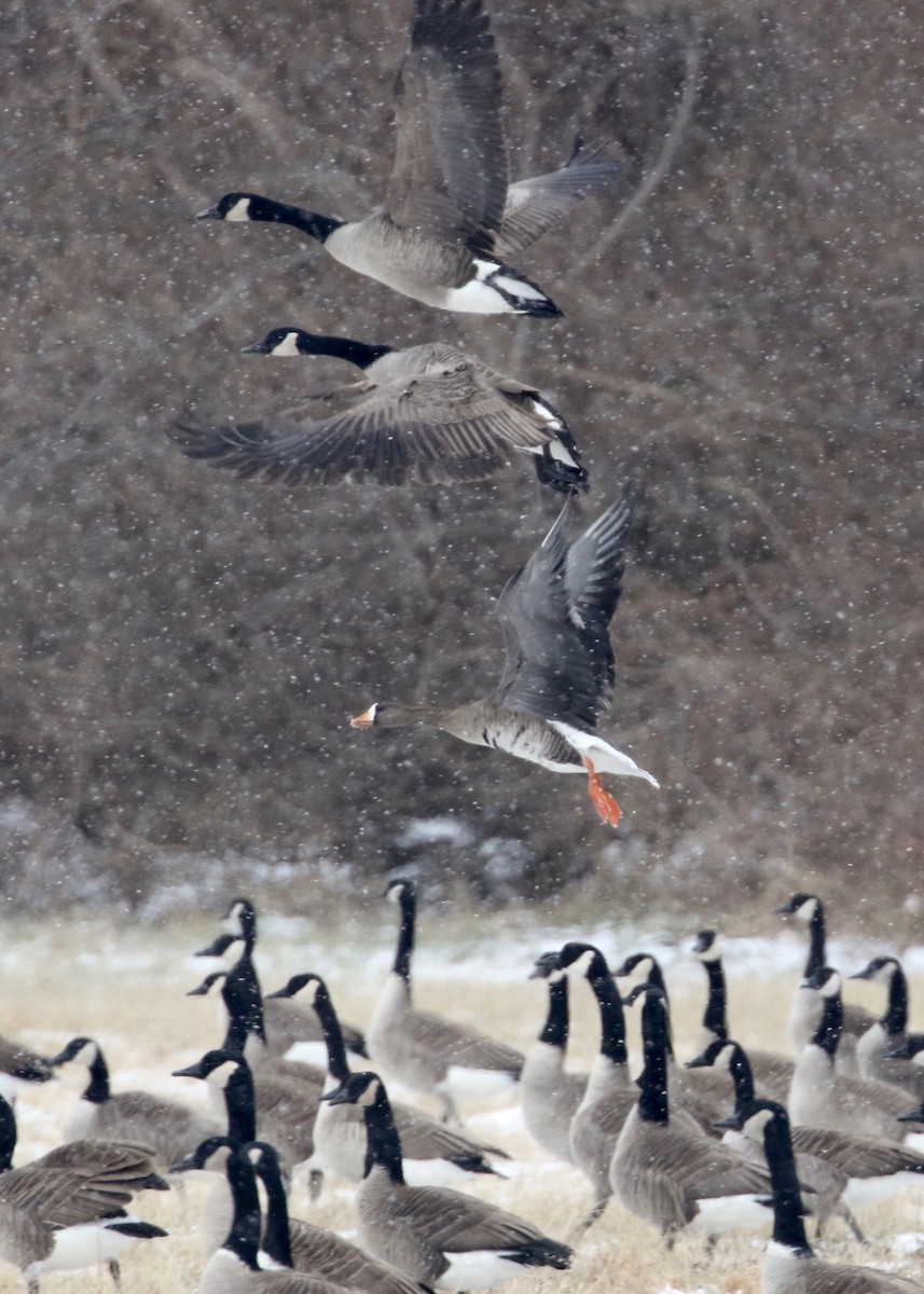 Greater White-fronted Goose - ML137584791