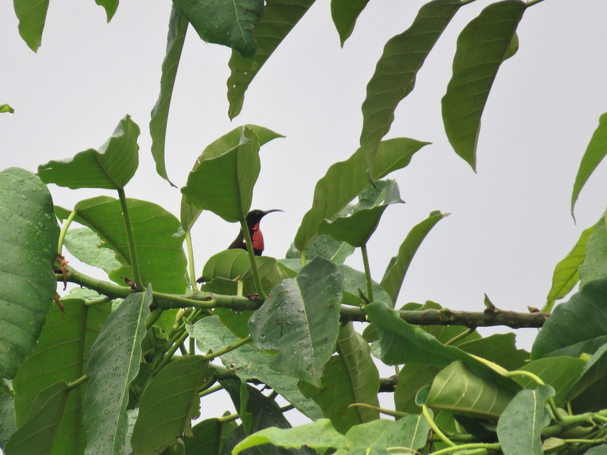 Scarlet-chested Sunbird - ML137584931