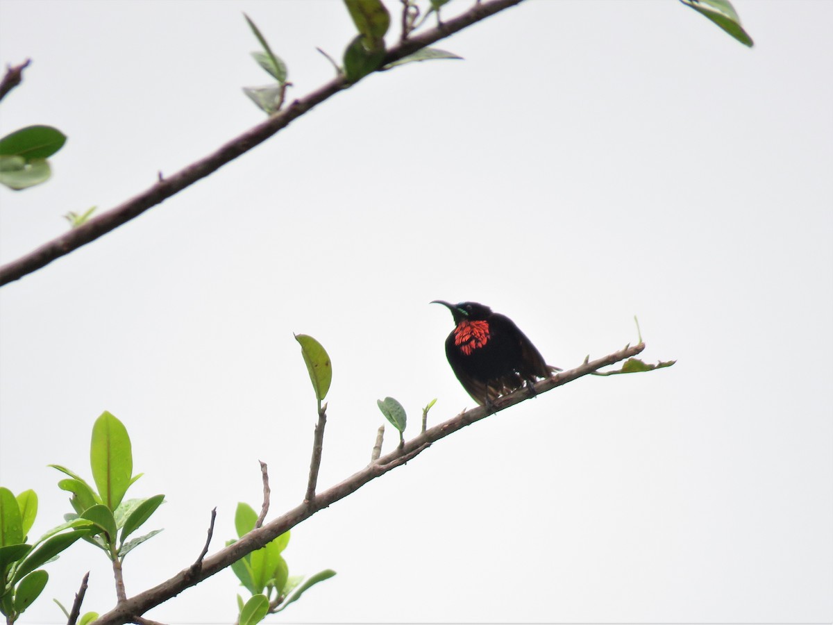 Scarlet-chested Sunbird - ML137584941