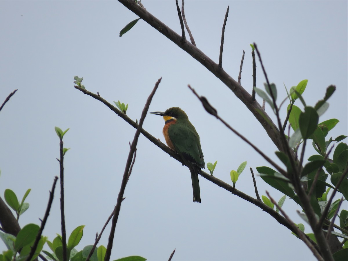 Cinnamon-chested Bee-eater - ML137584991