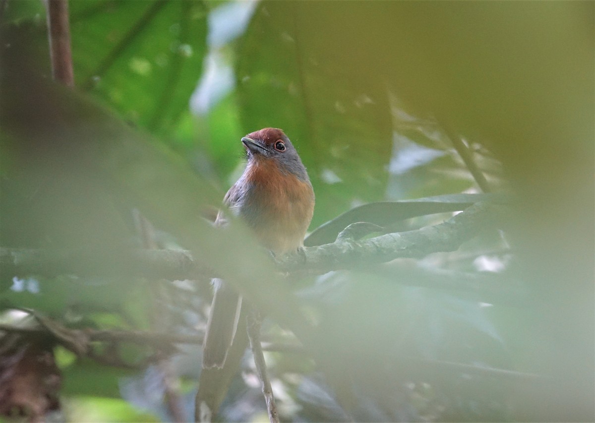 Rufous-capped Nunlet - ML137587261