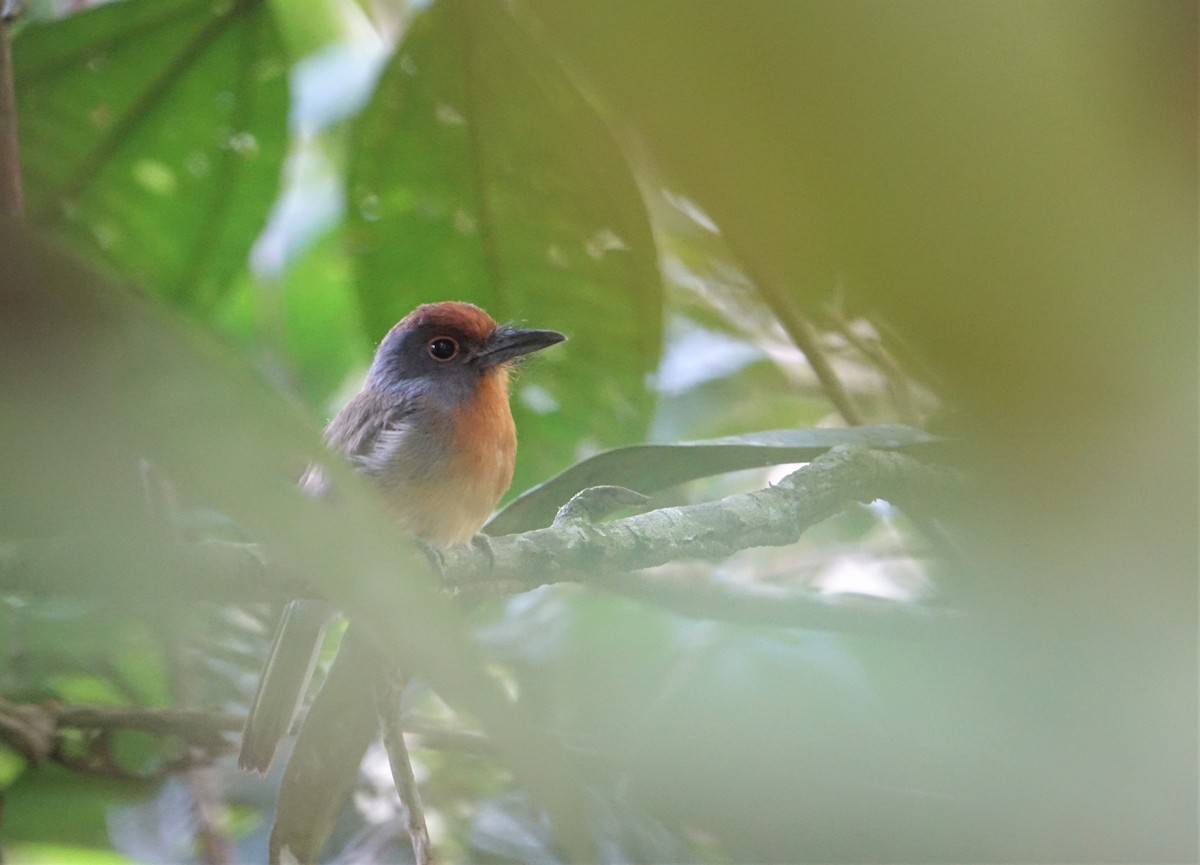 Rufous-capped Nunlet - ML137587351
