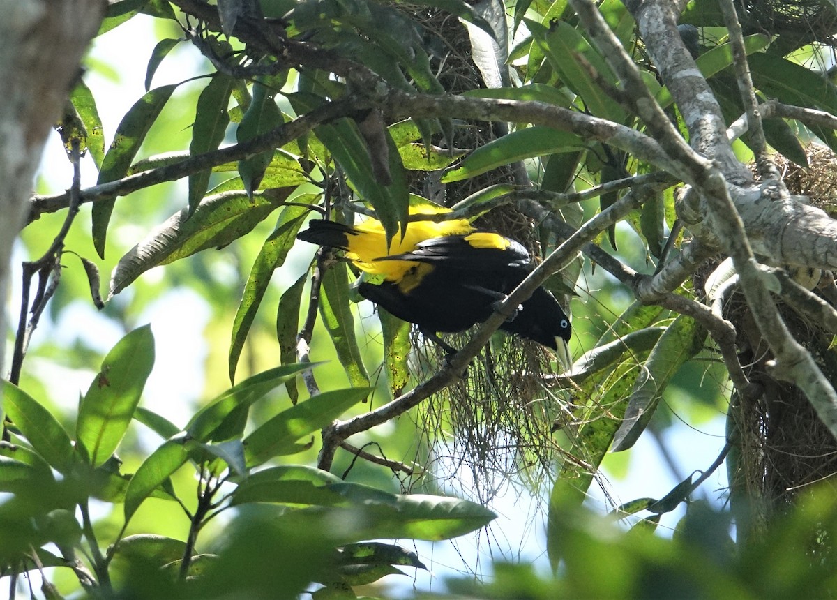 Yellow-rumped Cacique - ML137587551