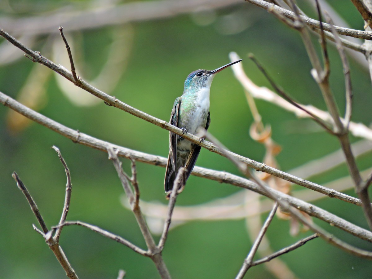 Azure-crowned Hummingbird - Hermes Vega