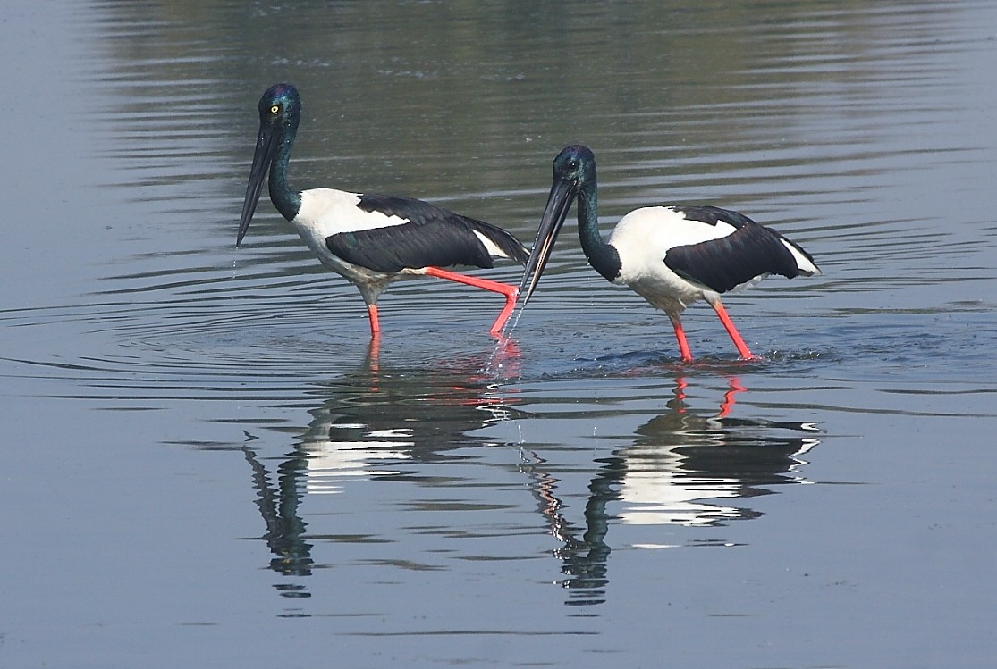 Black-necked Stork - ML137588951