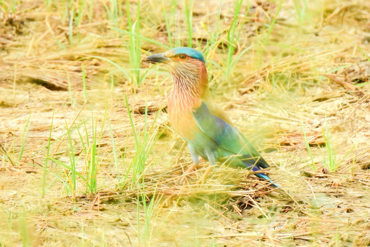 Indian Roller - Anonymous