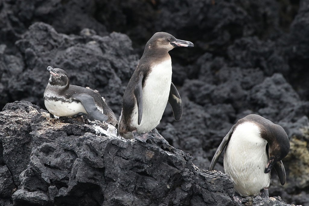Galapagos Penguin - William Hull