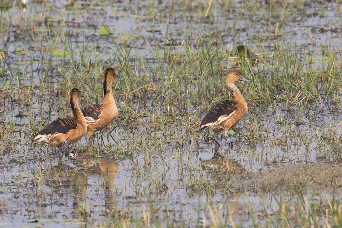Fulvous Whistling-Duck - ML137590701