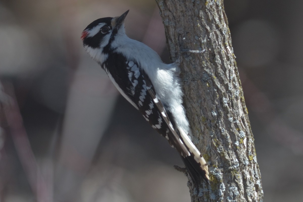 Downy Woodpecker - ML137593141