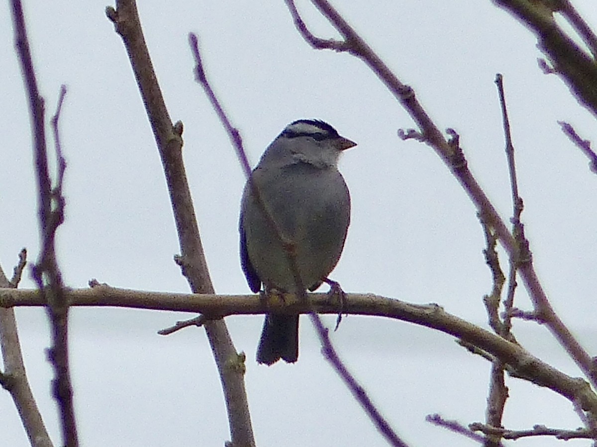 White-crowned Sparrow - Claire Thomas