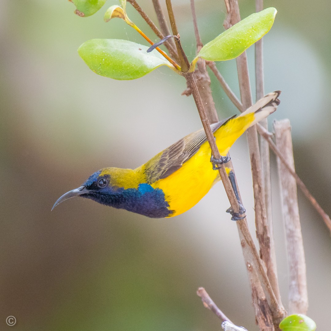 Ornate Sunbird - Soumyadeep  Chatterjee