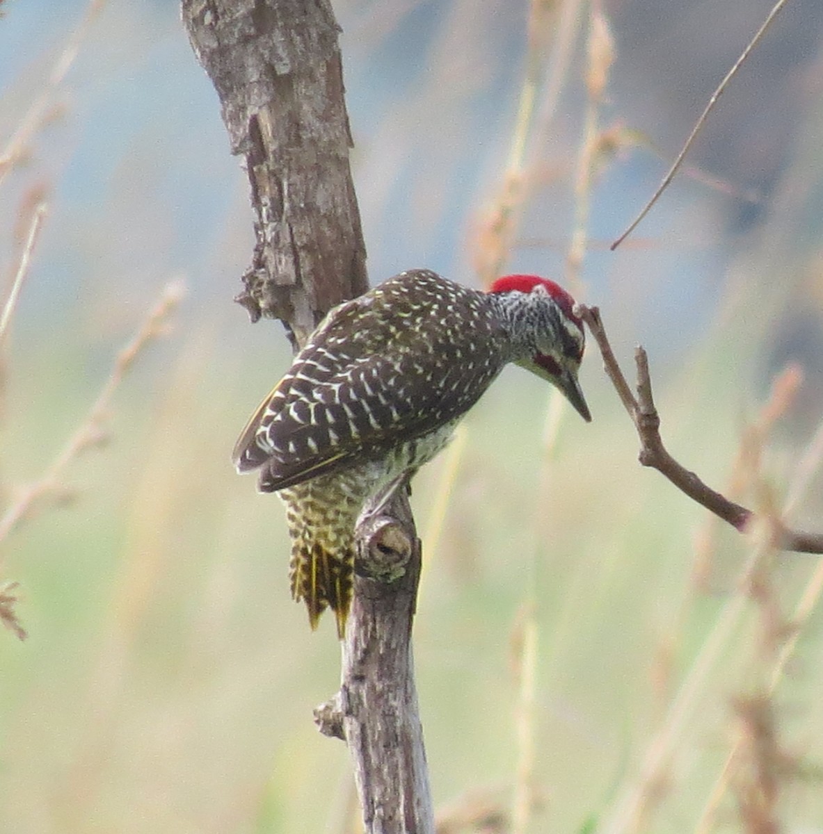 Nubian Woodpecker - Daniel Leger