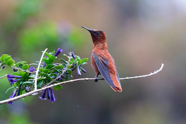 Juan Fernandez Firecrown - eBird