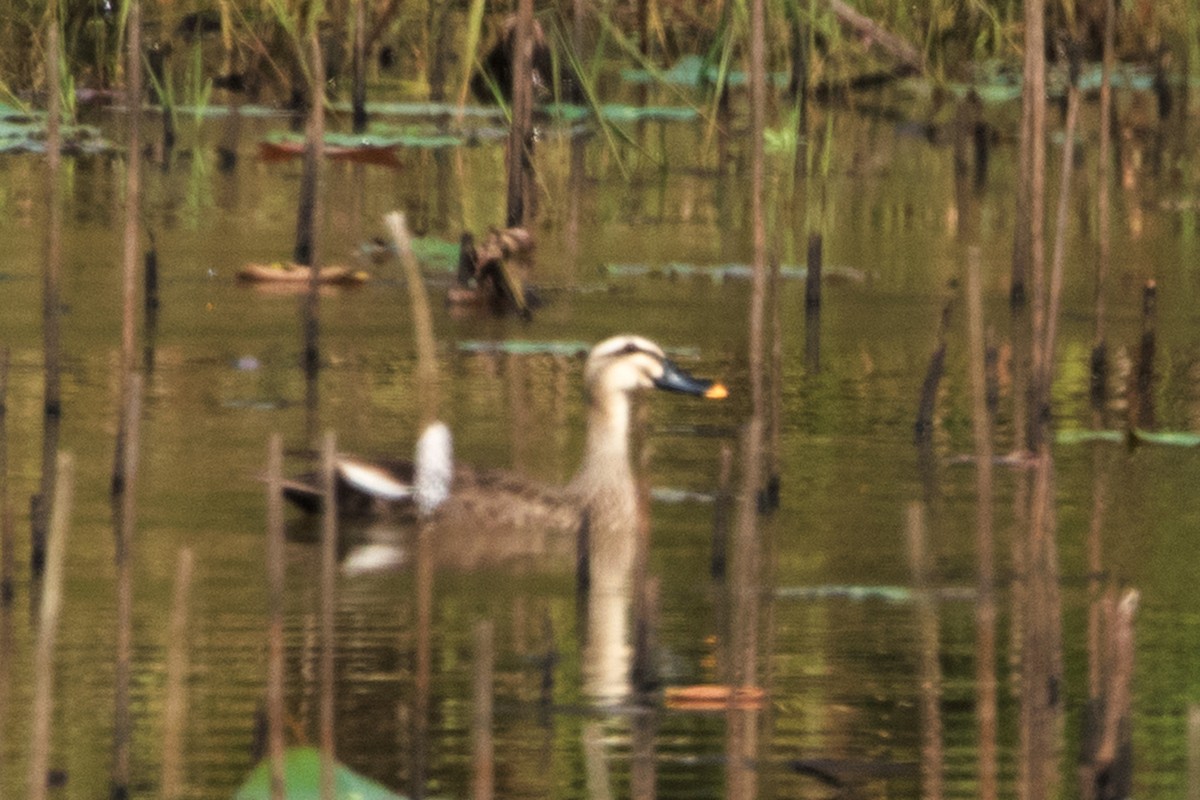 Eastern Spot-billed Duck - Ayuwat Jearwattanakanok