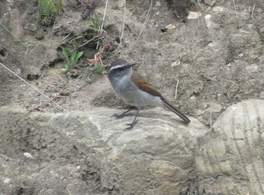 White-browed Chat-Tyrant - Diego Carús