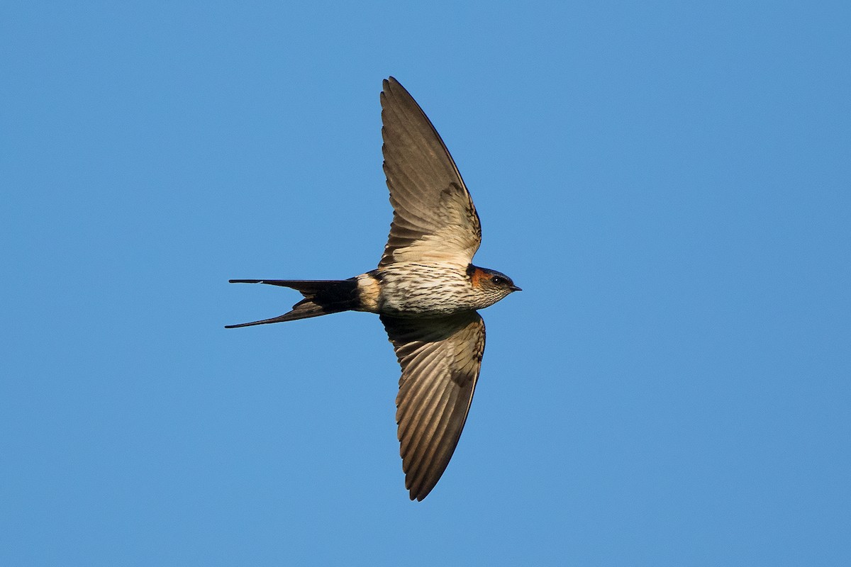 Striated Swallow - Ayuwat Jearwattanakanok