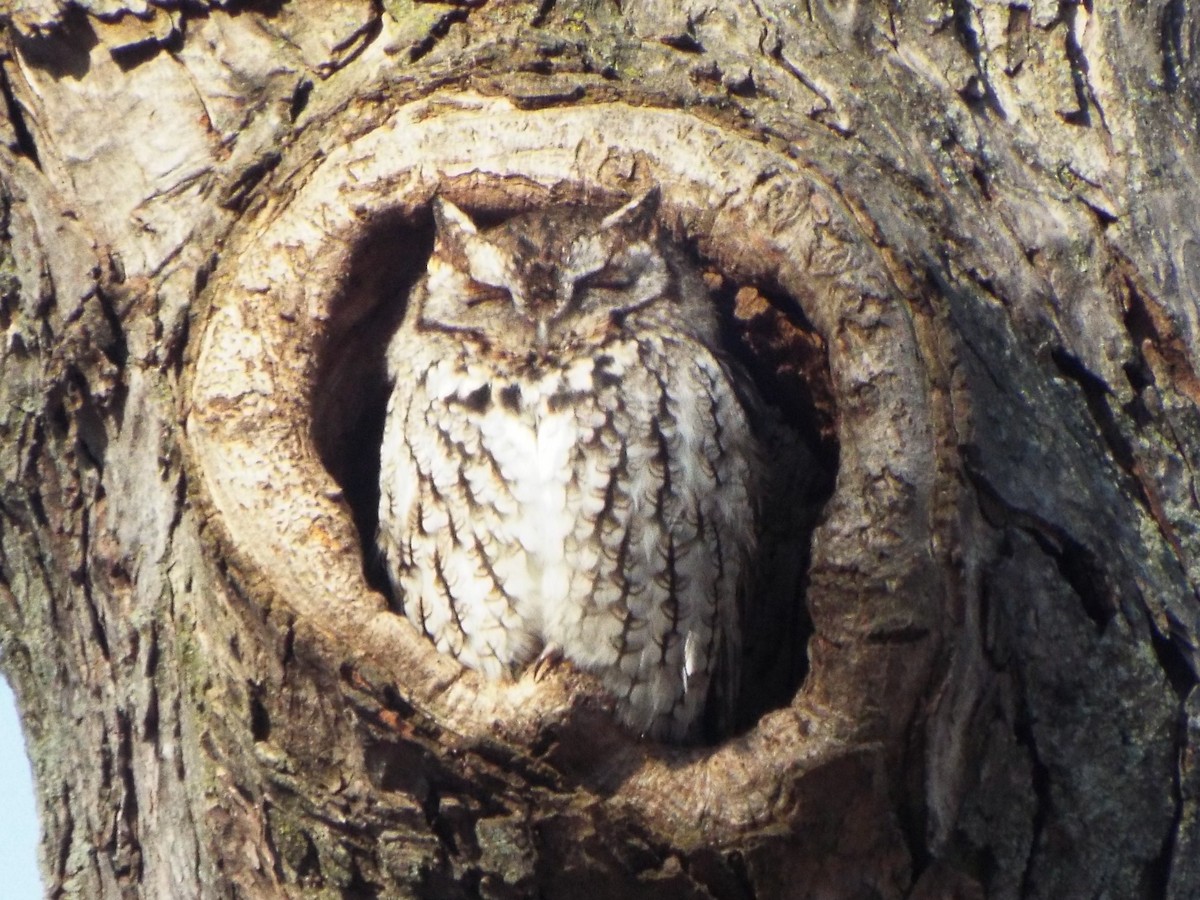 Eastern Screech-Owl (Northern) - Jonathan Layman