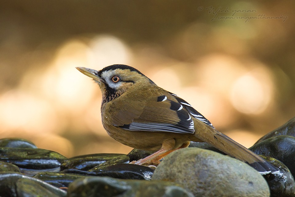 Moustached Laughingthrush - ML137604941