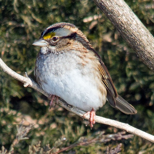 White-throated Sparrow - Kevin Bauman