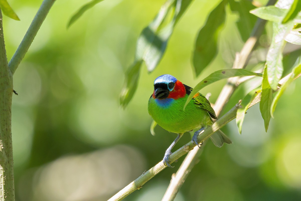 Red-necked Tanager - ML137606861