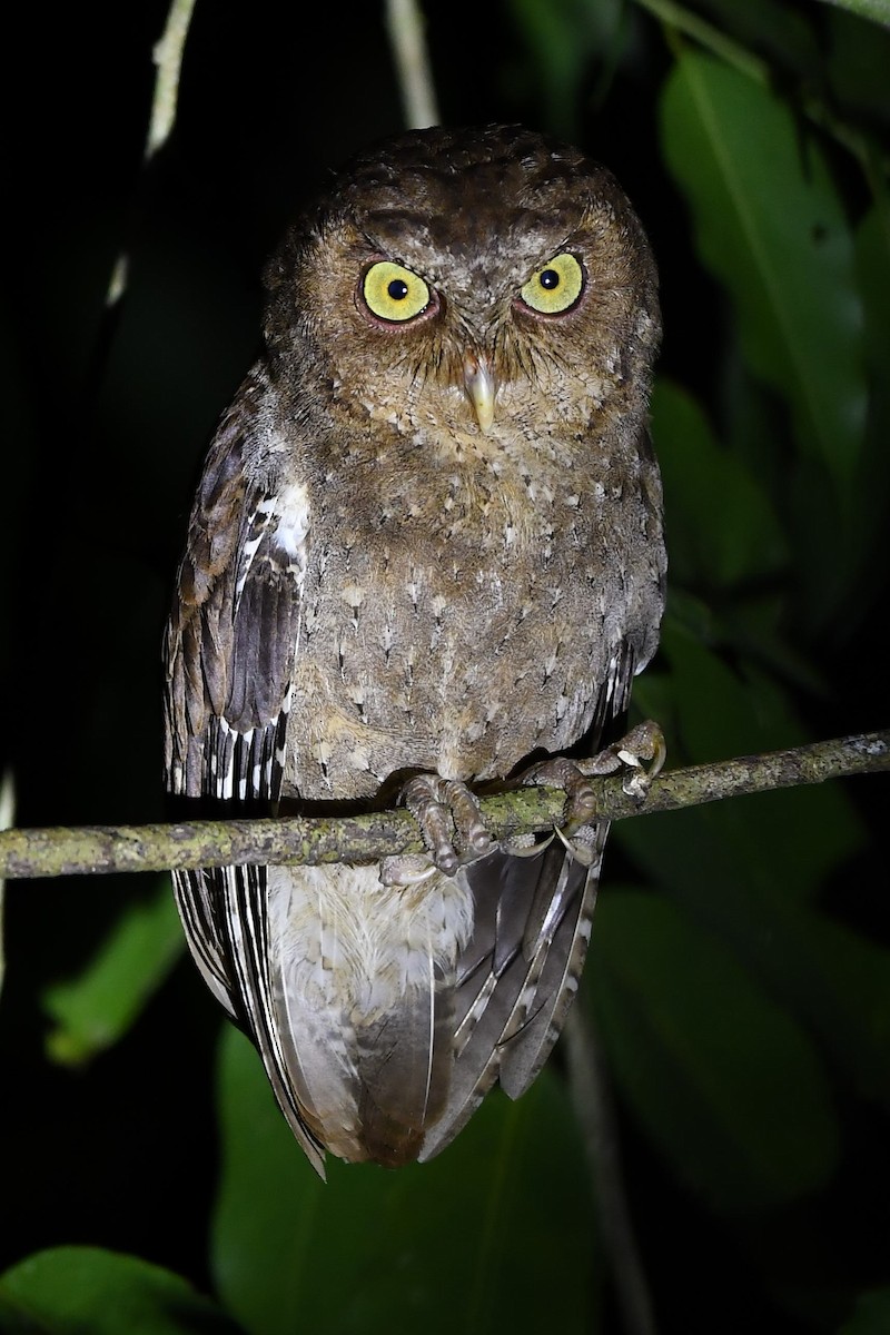 Andaman Scops-Owl - ML137607451