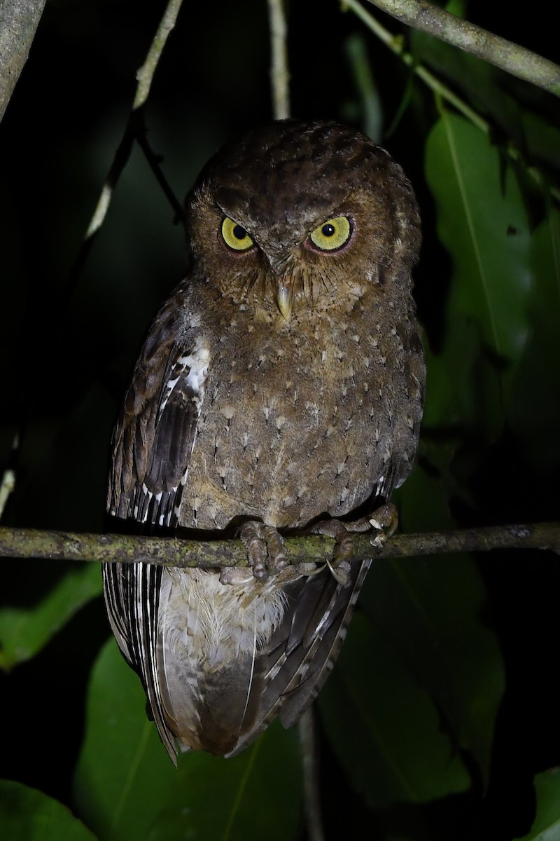 Andaman Scops-Owl - ML137607461