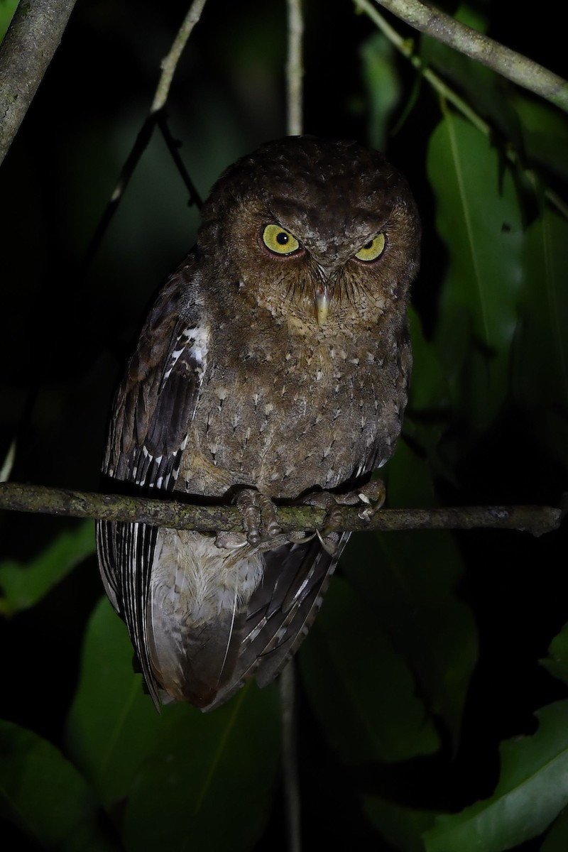 Andaman Scops-Owl - ML137607471