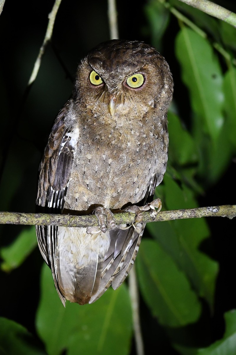 Andaman Scops-Owl - ML137607481