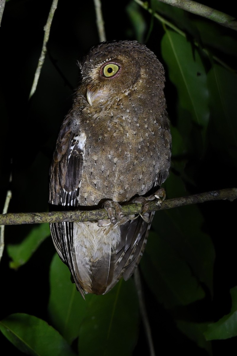 Andaman Scops-Owl - Sriram Reddy
