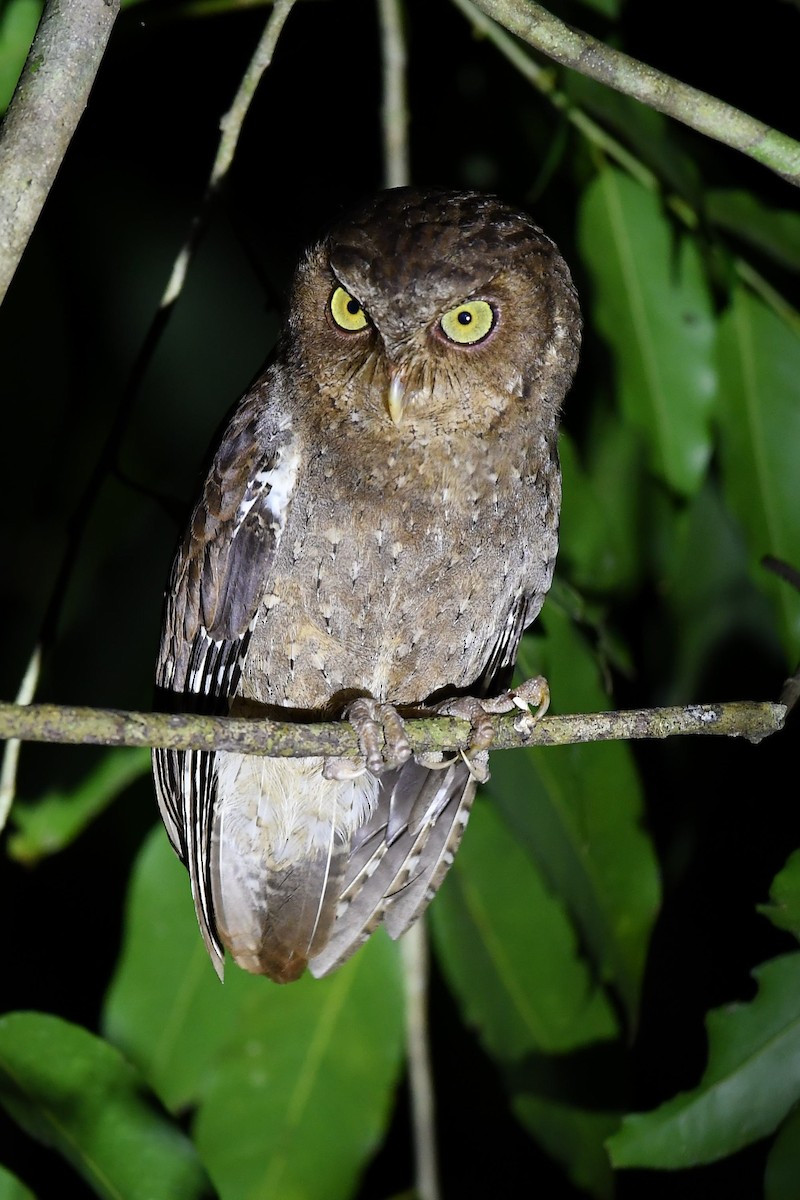 Andaman Scops-Owl - ML137607511