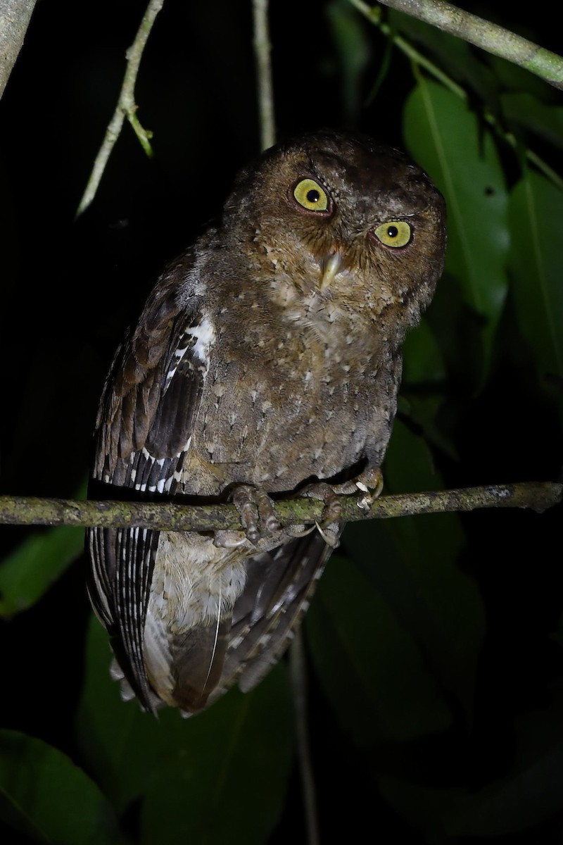 Andaman Scops-Owl - ML137607531
