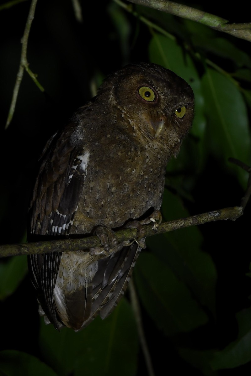 Andaman Scops-Owl - ML137607551